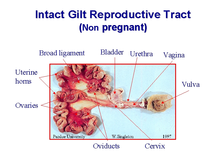 Intact Gilt Reproductive Tract